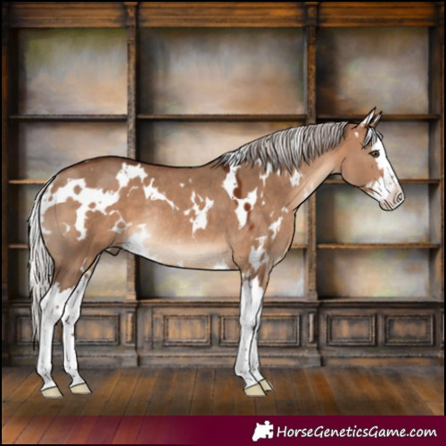 Horse Color:White Spotted Silver Brown Dun Splash Rabicano 