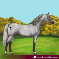 Horse Color:Gray Silver Blue Roan 
