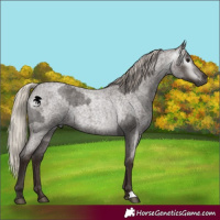 Horse Color:Gray Silver Blue Roan Varnish  and Gray Silver Blue Roan 