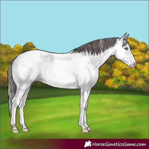 Horse Color:Platinum Liver Red Roan Splash Tobiano Varnish Rabicano
