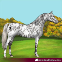Horse Color:Gray White Spotted Silver Blue Roan Near Leopard 