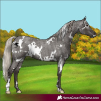 Horse Color:Gray White Spotted Silver Blue Roan Appaloosa 