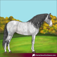 Horse Color:Platinum White Spotted Brown Roan Appaloosa