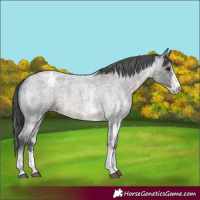 Horse Color:Platinum White Spotted Brown Roan Appaloosa 