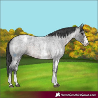 Horse Color:Platinum White Spotted Brown Roan Appaloosa