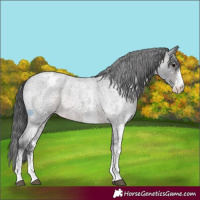Horse Color:Platinum White Spotted Brown Roan Appaloosa 
