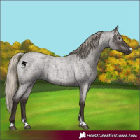 Horse Color:Gray Silver Blue Roan Appaloosa 