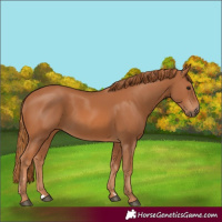 Horse Color:Chestnut 