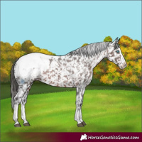 Horse Color:White Spotted Liver Chestnut Sabino Splash Appaloosa Rabicano 