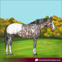Horse Color:White Spotted Liver Chestnut Sabino Splash Appaloosa Rabicano