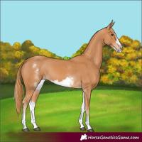 Horse Color:White Spotted Chestnut Frame 