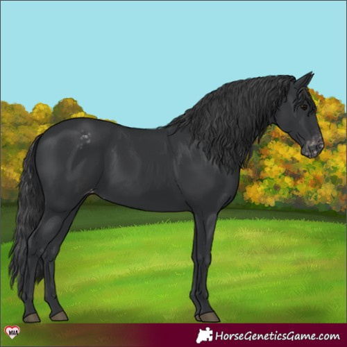 Horse Color:Black Varnish Rabicano 