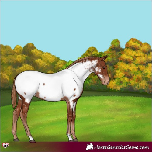 Horse Color:Chestnut Appaloosa 
