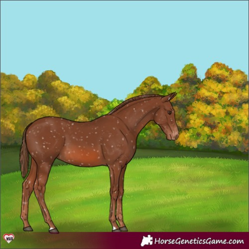 Horse Color:Chestnut Appaloosa 