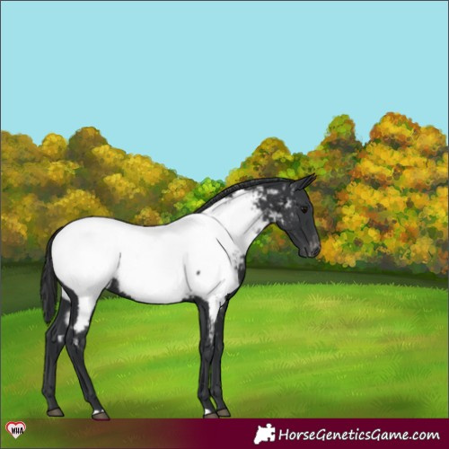 Horse Color:Black Near Fewspot Rabicano 