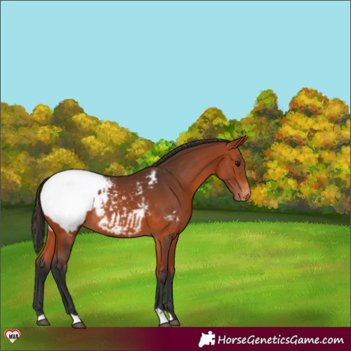 Horse Color:Bay Snowcap Rabicano 