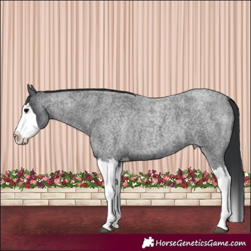 Horse Color:Blue Roan Splash 