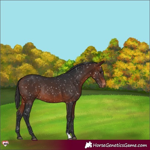 Horse Color:Bay Appaloosa Rabicano 
