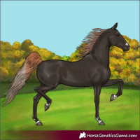 Horse Color:Liver Chestnut  and Liver Chestnut 
