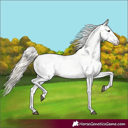 Horse Color:Palomino Sabino 