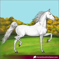 Horse Color:Palomino Sabino