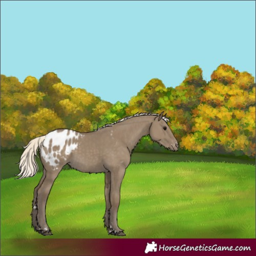 Horse Color:Silver Smoky Grullo Appaloosa 