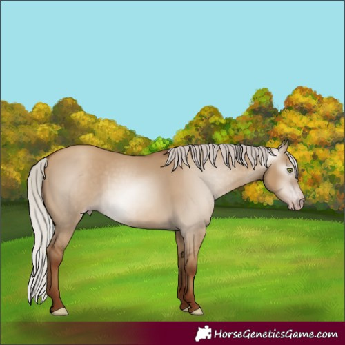 Horse Color:Gray Silver Classic Champagne Dun 