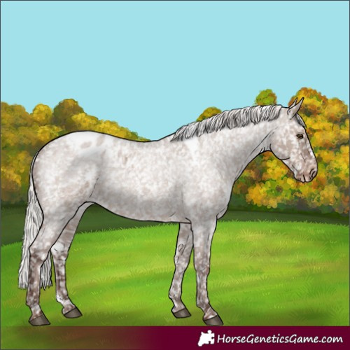 Horse Color:White Spotted Silver Grullo Roan Blanket Rabicano