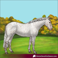Horse Color:White Spotted Silver Grullo Roan Blanket Rabicano 