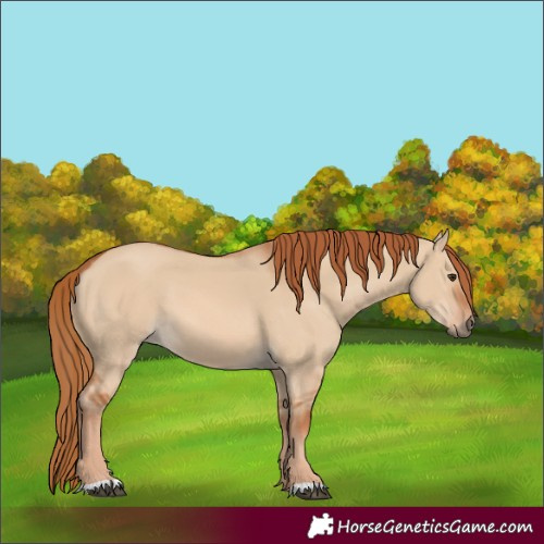 Horse Color:Red Dun 