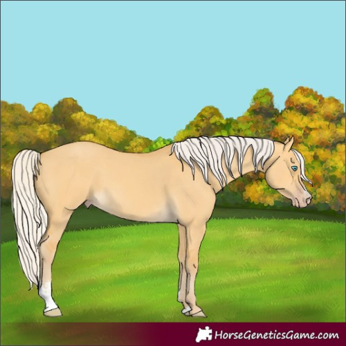 Horse Color:Silver Amber Cream Champagne Dun Sabino 