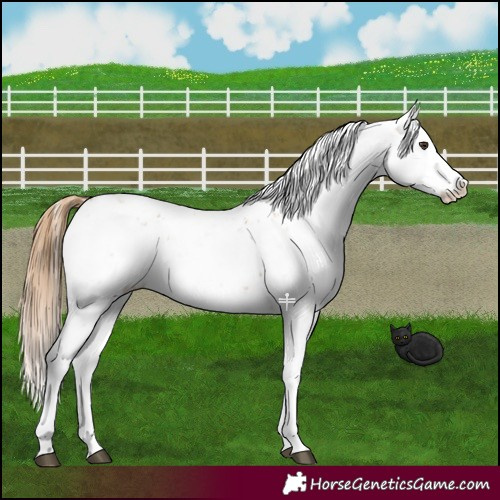 Horse Color:Chestnut Sabino Near Leopard 