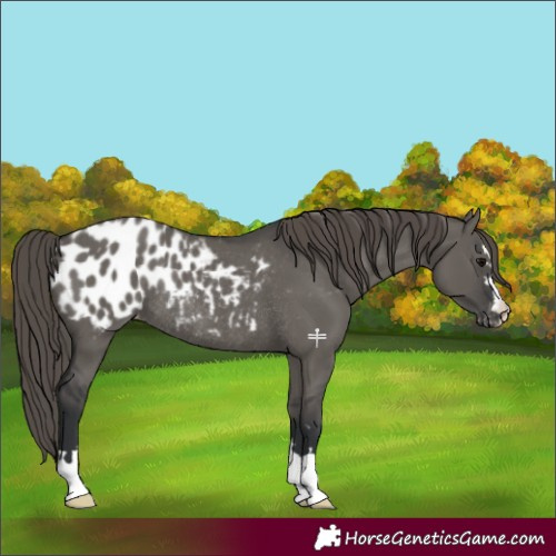 Horse Color:Grullo Appaloosa Rabicano 