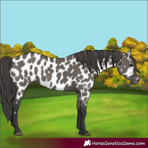 Horse Color:Grullo Appaloosa Rabicano 