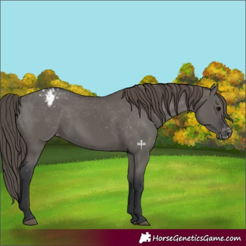 Horse Color:Grullo Varnish Rabicano 