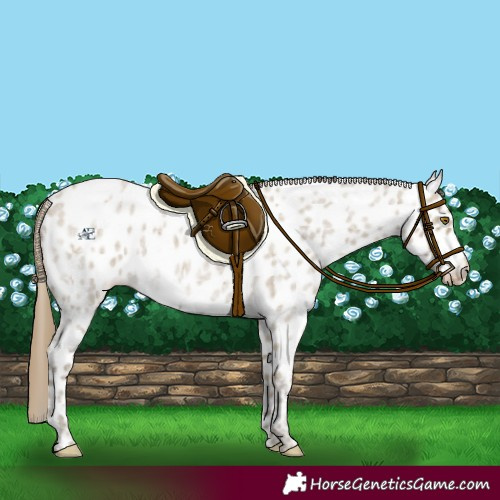 Horse Color:Classic Cream Champagne Ice Roan Appaloosa 