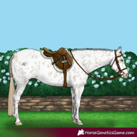 Horse Color:Classic Cream Champagne Ice Roan Appaloosa 