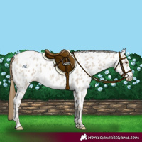 Horse Color:Classic Cream Champagne Ice Roan Appaloosa