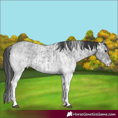 Horse Color:White Spotted Blue Roan Rabicano  and White Spotted Blue Roan Rabicano 