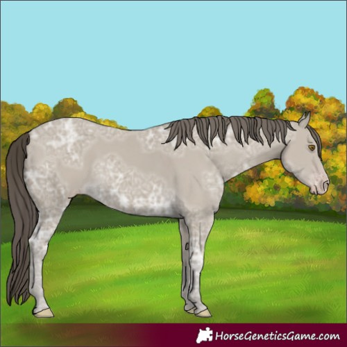 Horse Color:Classic Cream Champagne Ice 