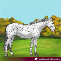 Horse Color:Black Splash Near Leopard 