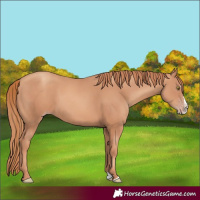 Horse Color:Gold Champagne Splash 