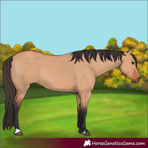 Horse Color:Bay Dun Rabicano 