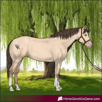 Horse Color:Amber Champagne Dun Tobiano Rabicano