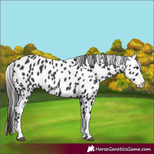 Horse Color:Black Splash Appaloosa 