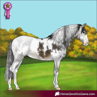 Horse Color:White Spotted Buckskin 