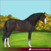 Horse Color:Brown 