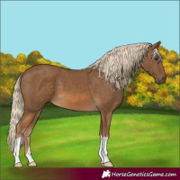 Horse Color:Chocolate Palomino 