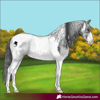 Horse Color:Black Sabino Tobiano Rabicano 