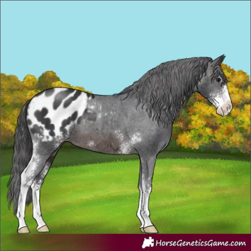 Horse Color:Brown Sabino Appaloosa 